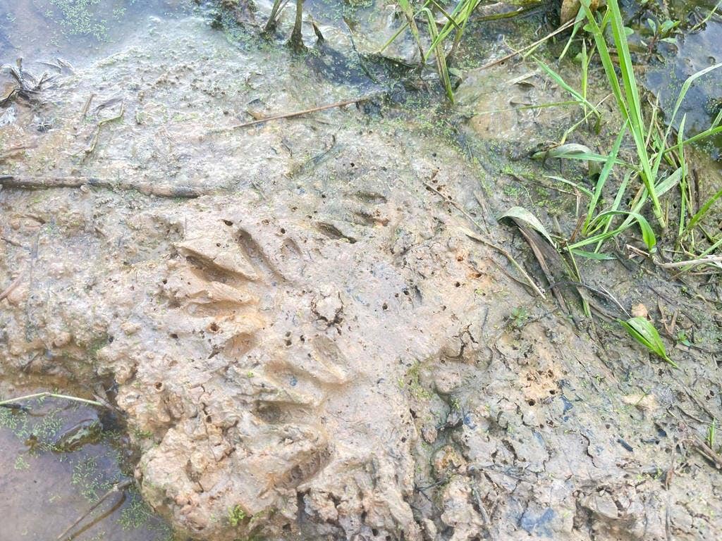 Lot 36 CR 1200, Athens, TX 75751 Animal Tracks