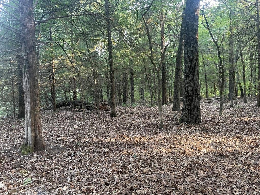 Lot 36 CR 1200, Athens, TX 75751 Wooded Area