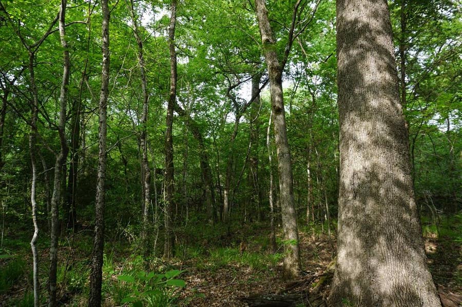 Property photo for 11919 County Road 1200, Malakoff, TX