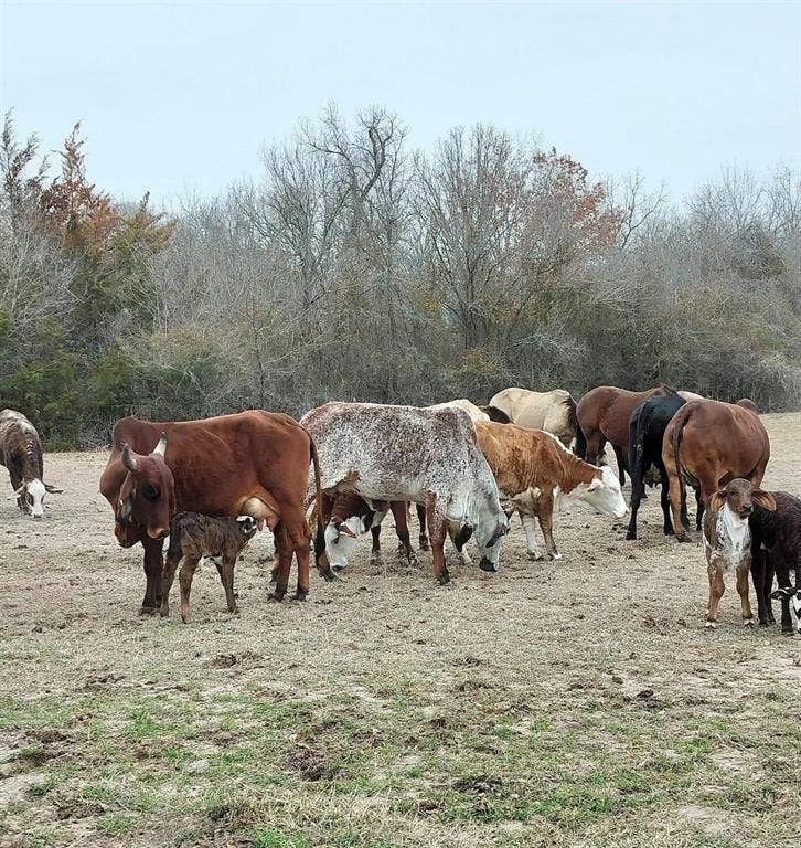 TBD # 12 Briar Road, Azle, TX 76020 TBD # 12 Briar Road, Azle, TX 76020