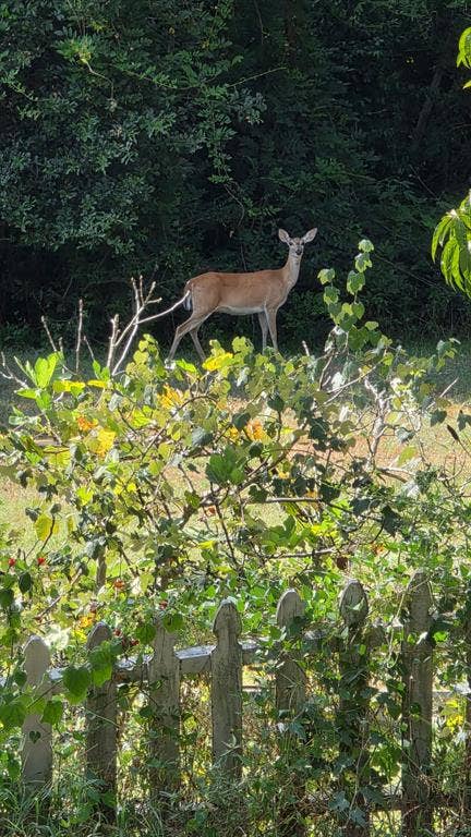 612 Valle Vista Drive, Athens, TX 75751 Deer In Backyard Area