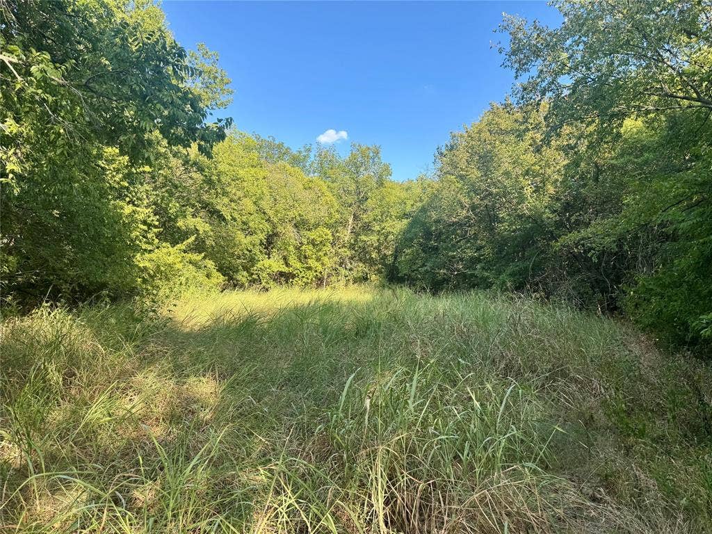 20132 County Road 818, Farmersville, TX 75442 Expansive grassy terrain surrounded by mature foliage