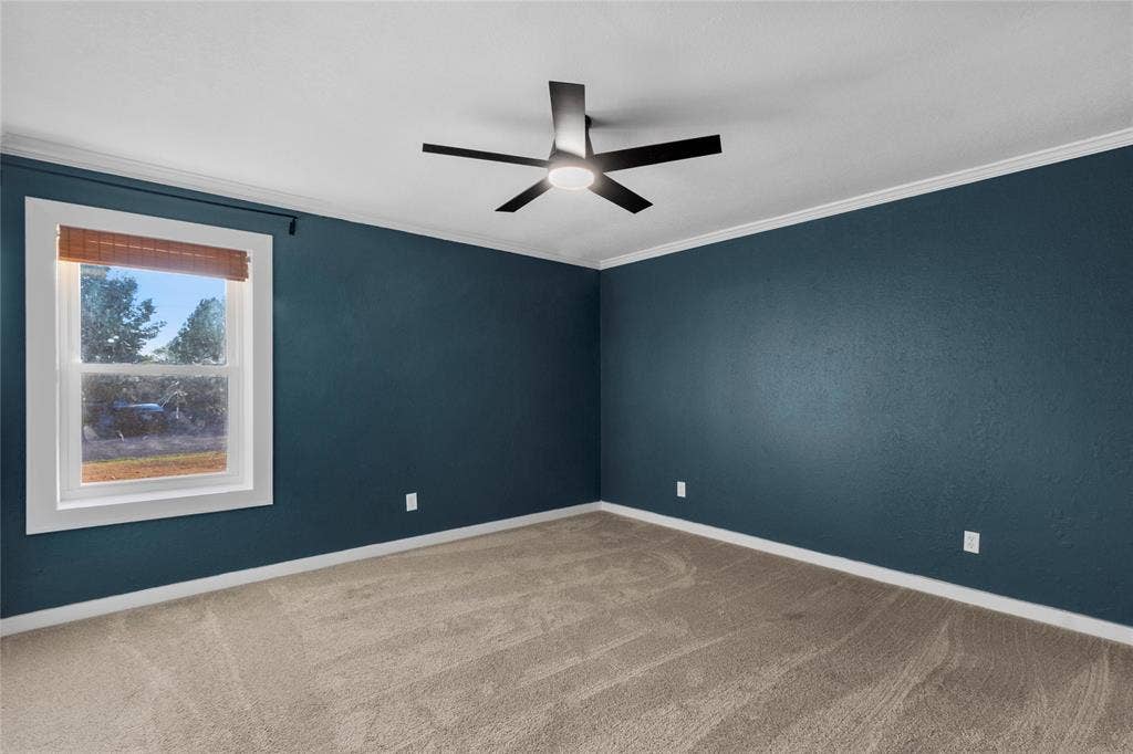 Carpeted room with a ceiling fan, crown molding, and a window featuring a woven wood shade