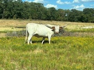 Property photo for 0 County Road 1790, Sunset, TX