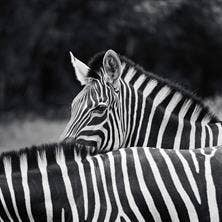 Free roaming herd of zebra