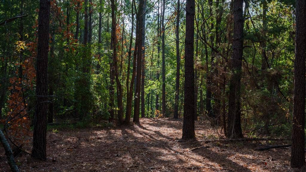 TBD FM 2015, Tyler, TX 75708 trails in forest