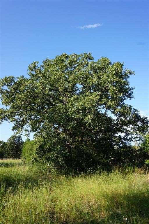 12641 Private Road 5104, Athens, TX 75751 12641 Private Road 5104, Athens, TX 75751