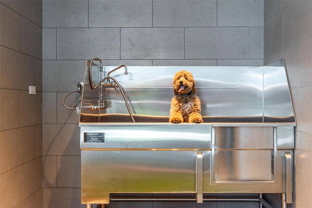 1747 Leonard Street, #2801, Dallas, TX 75201 Pet Spa
