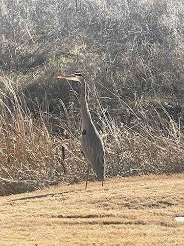 View of occasional crane that visits behind the house.