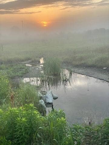View of morning nature area behind house.