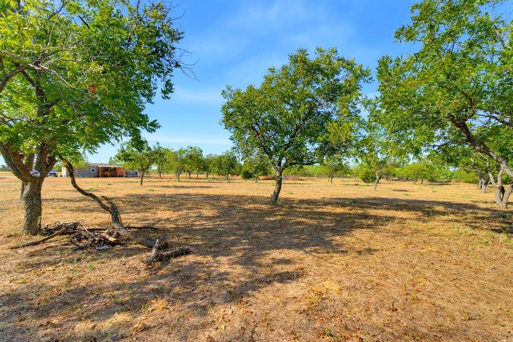 Mature Pecan Trees