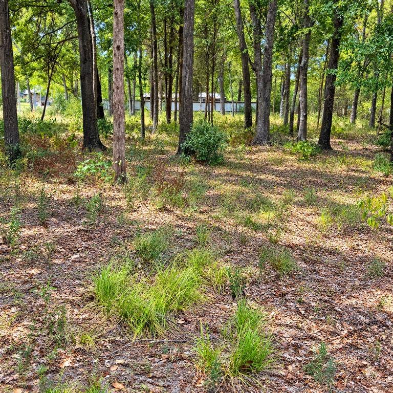 0000 TBD W. Moss Street, Malakoff, TX 75148 A few trees to clear, and build to suit!