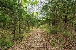 12770 E US 175 E, Larue, TX 75770 Wooded acreage featuring mature deciduous and evergreen trees and natural ground cover