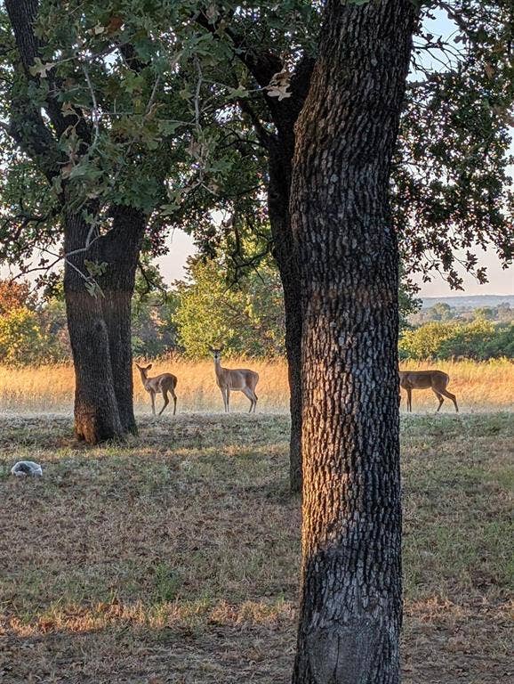3207 FM 2048, Boyd, TX 76023 3207 FM 2048, Boyd, TX 76023