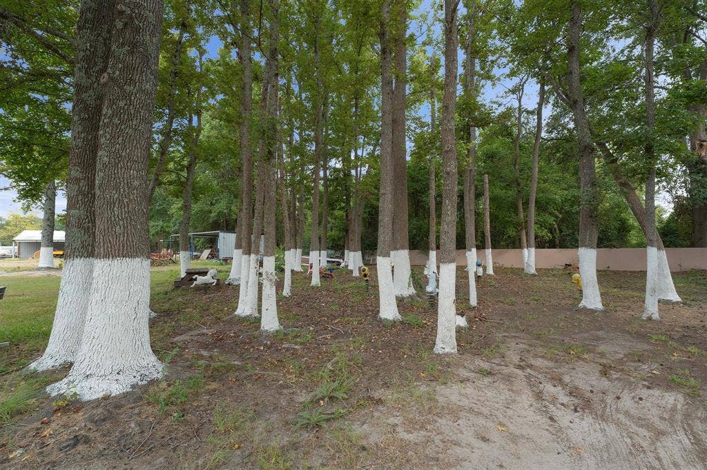 5989 State Highway 31 E, Murchison, TX 75778 Mature trees with painted trunks