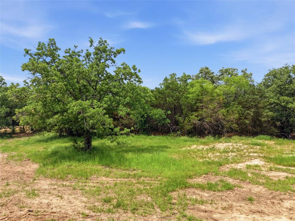 TBD Manley Road, Weatherford, TX 76088 Mature tree with lush green foliage, surrounded by natural ground cover and additional dense tree lines