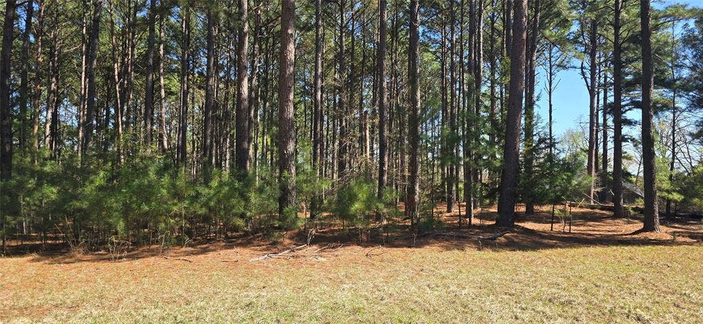 8300 Trophy Point, Larue, TX 75770 Wooded parcel featuring mature pine trees and undergrowth