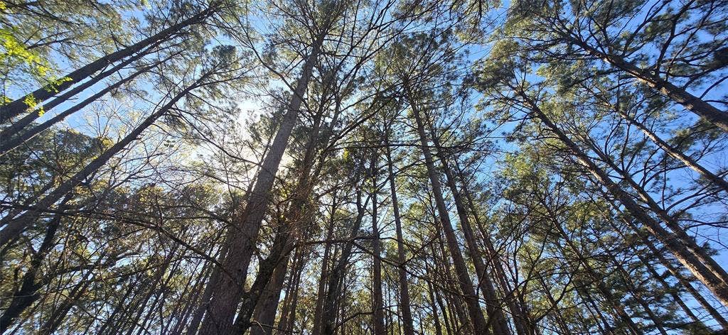 8300 Trophy Point, Larue, TX 75770 Mature evergreen trees providing natural canopy