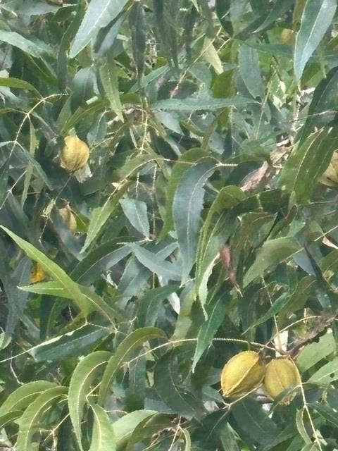 TBD FM 2709, Eustace, TX 75124 Pecans