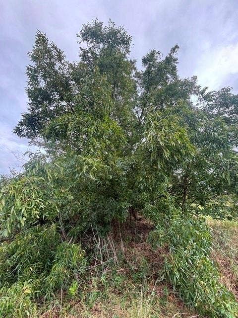 TBD FM 2709, Eustace, TX 75124 TBD FM 2709, Eustace, TX 75124