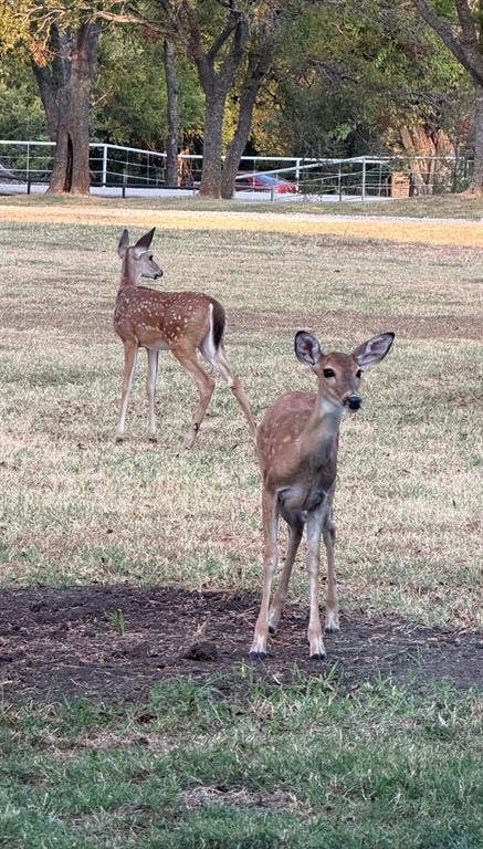 Fawns