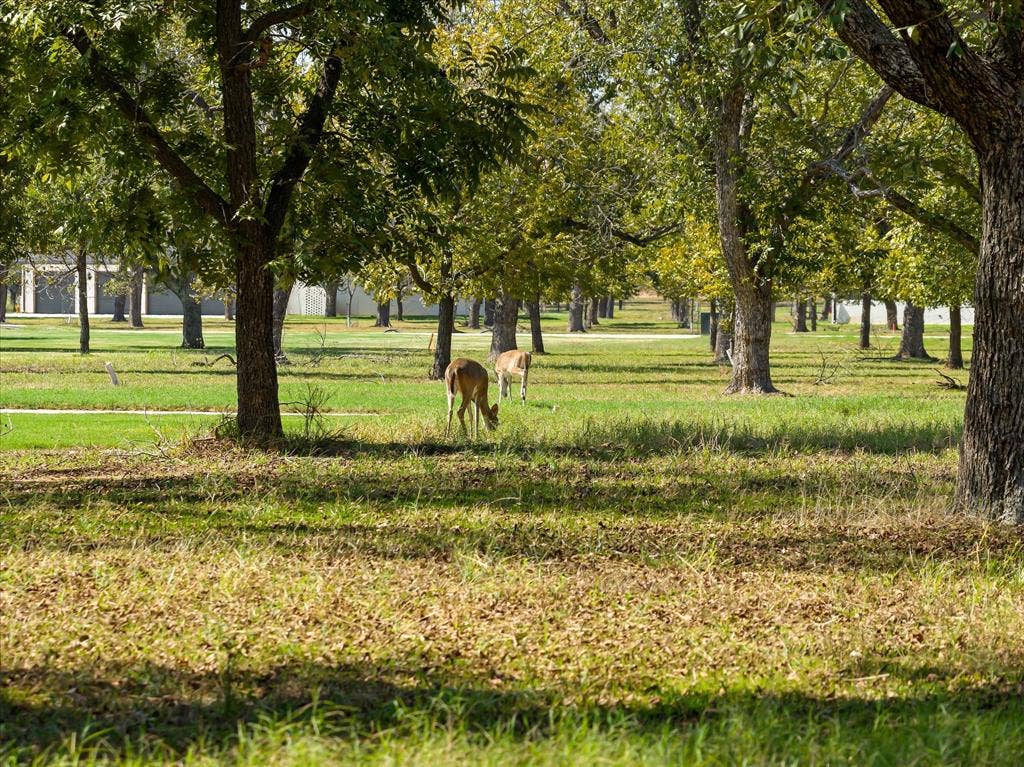 2013 Skylane Drive, Granbury, TX 76049 Expansive grounds featuring mature shade trees, established landscaping, and level acreage