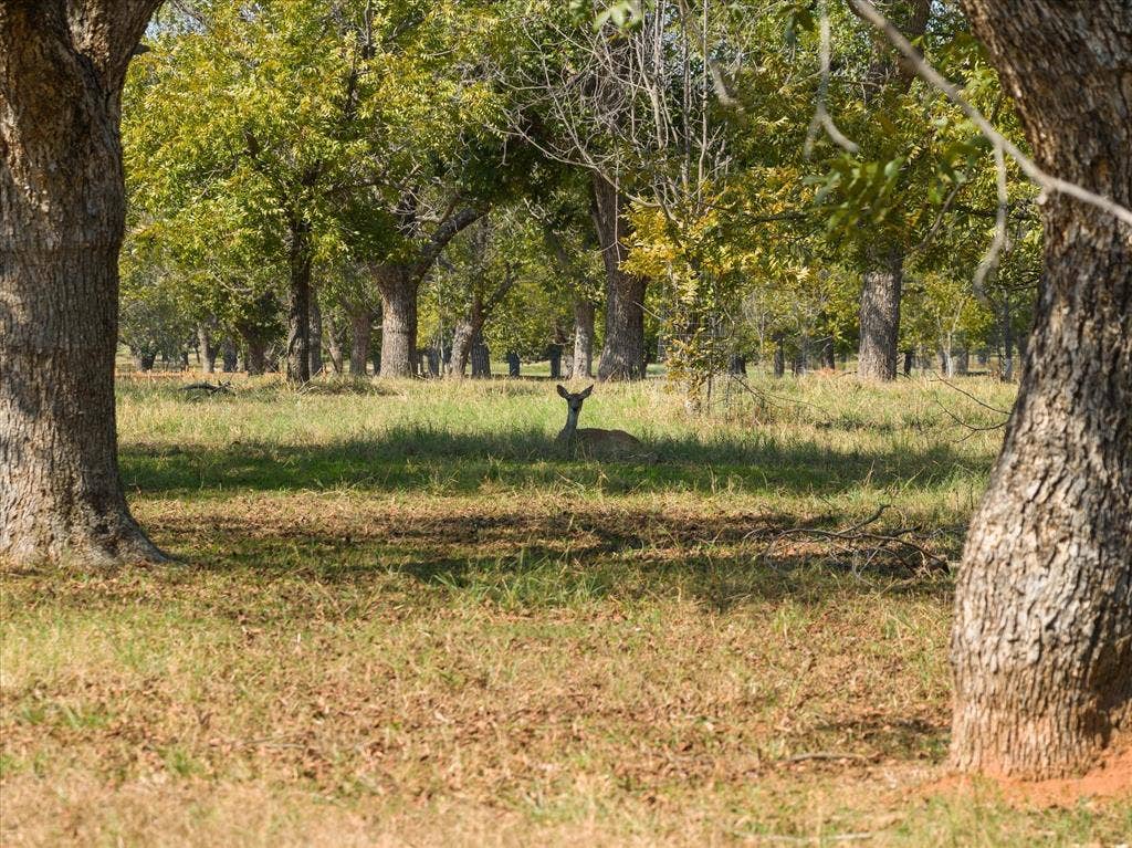2013 Skylane Drive, Granbury, TX 76049 Expansive wooded acreage featuring mature hardwood trees and native vegetation