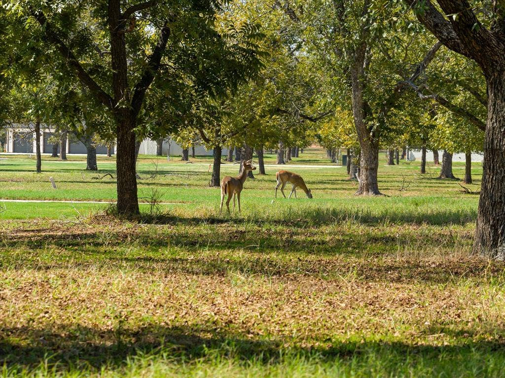 2013 Skylane Drive, Granbury, TX 76049 Expansive grounds featuring mature pecan trees, sprawling green lawns, and natural wildlife