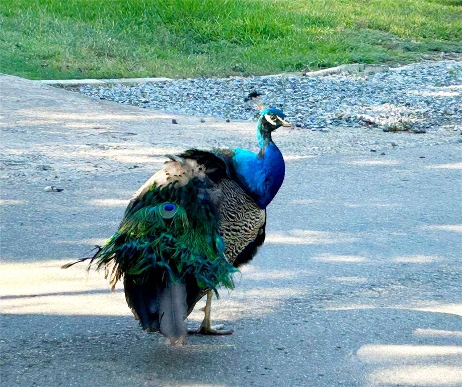Meet Mr. Peacock. One of the friendly neighbors.