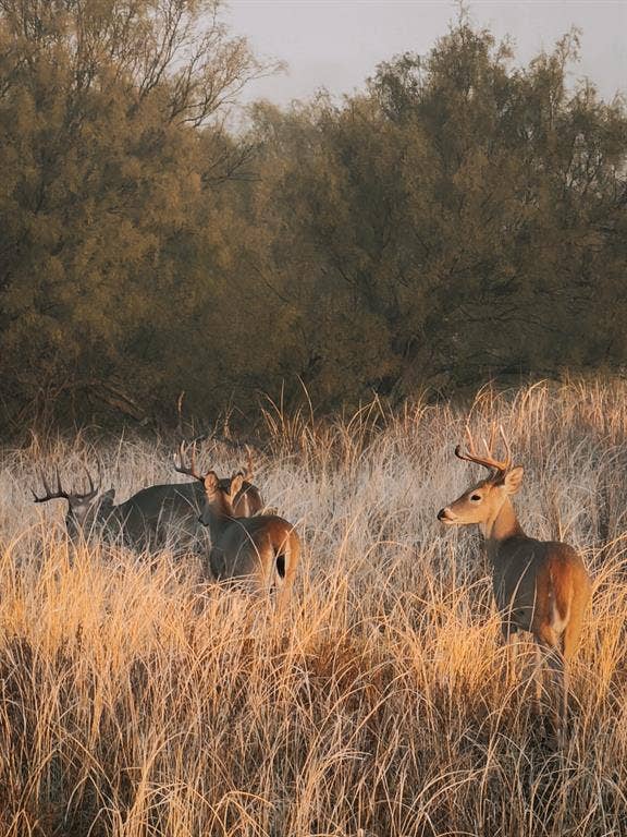 Property photo for TBD County Road 117, Paducah, TX