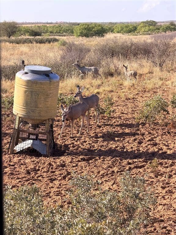 MUle Deer