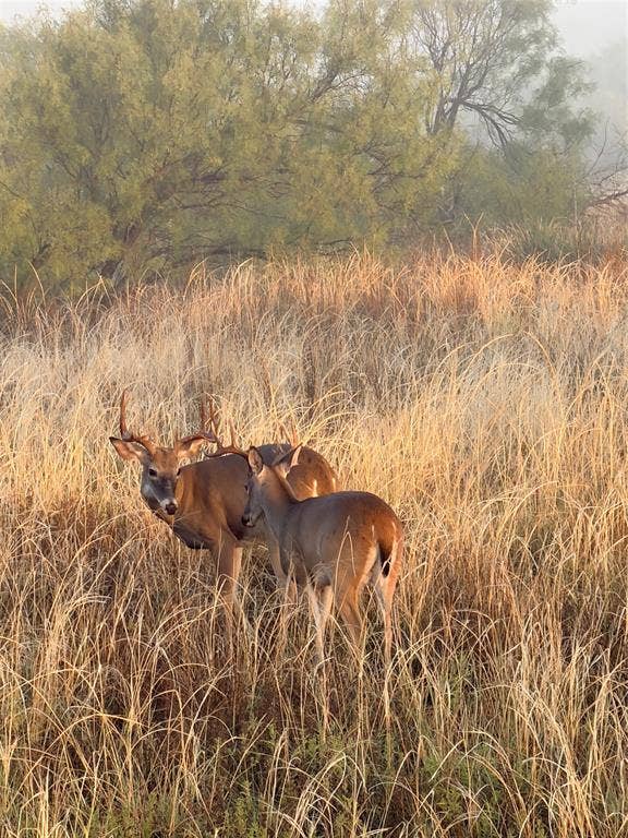 TBD County Road 117, Paducah, TX 79248