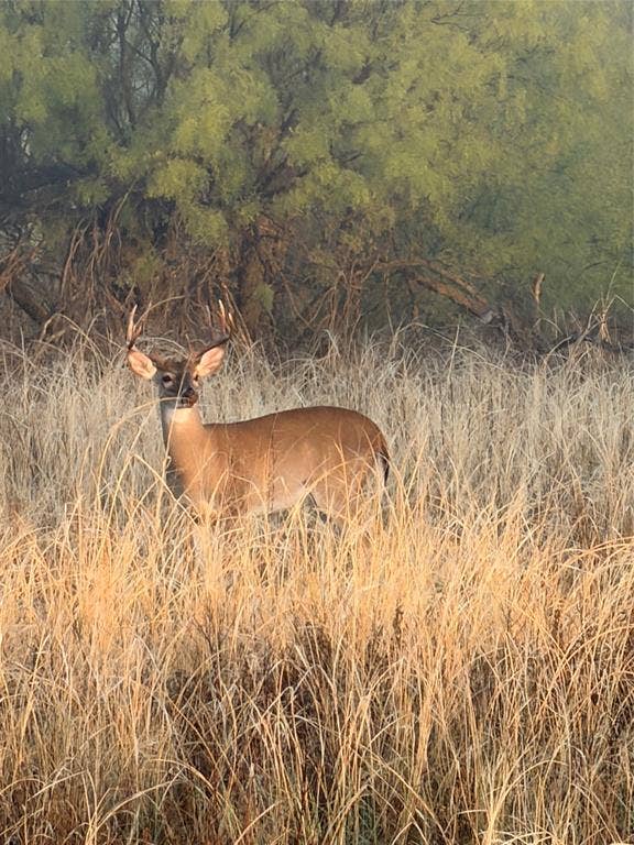 TBD County Road 117, Paducah, TX 79248