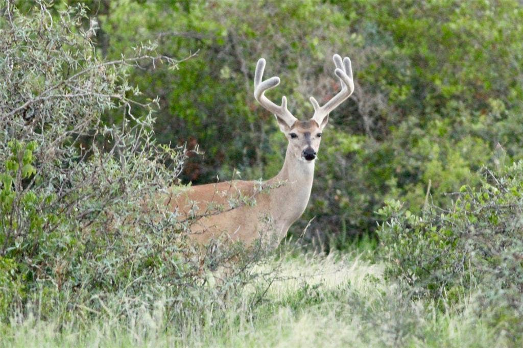 2240 Buck Ridge Road, Brady, TX 76858 Deer