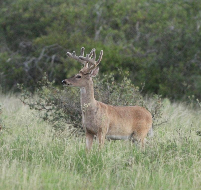 2240 Buck Ridge Road, Brady, TX 76858 2240 Buck Ridge Road, Brady, TX 76858