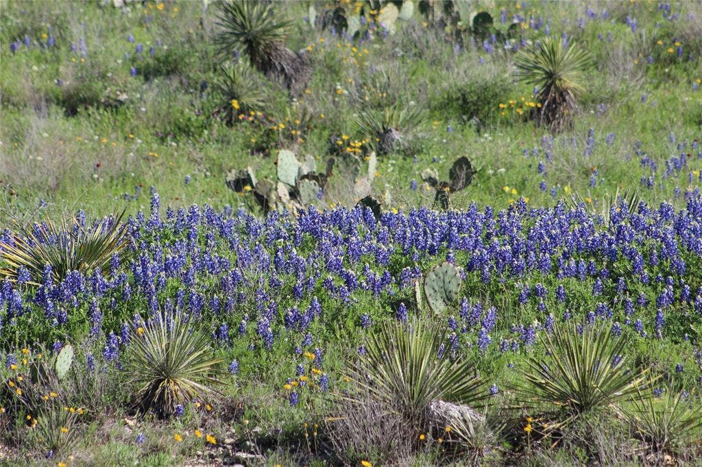 2240 Buck Ridge Road, Brady, TX 76858 Wildlife Exemption