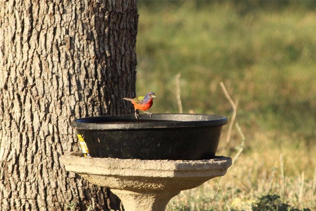 2240 Buck Ridge Road, Brady, TX 76858 Wildlife Exemption