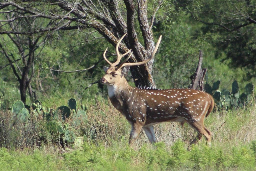 2240 Buck Ridge Road, Brady, TX 76858 Axis