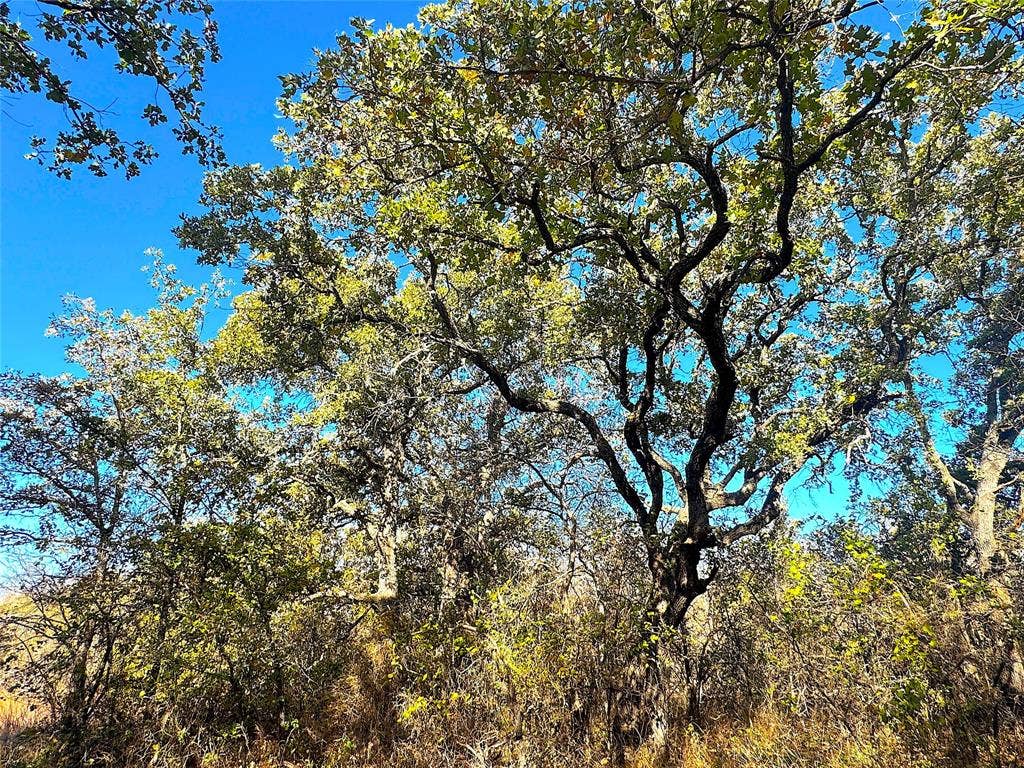 TBD C Two Bush Road, Perrin, TX 76486