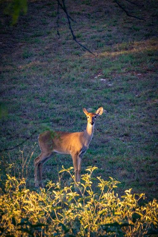 2023 Jesse's Run Rd, Graford, TX 76449