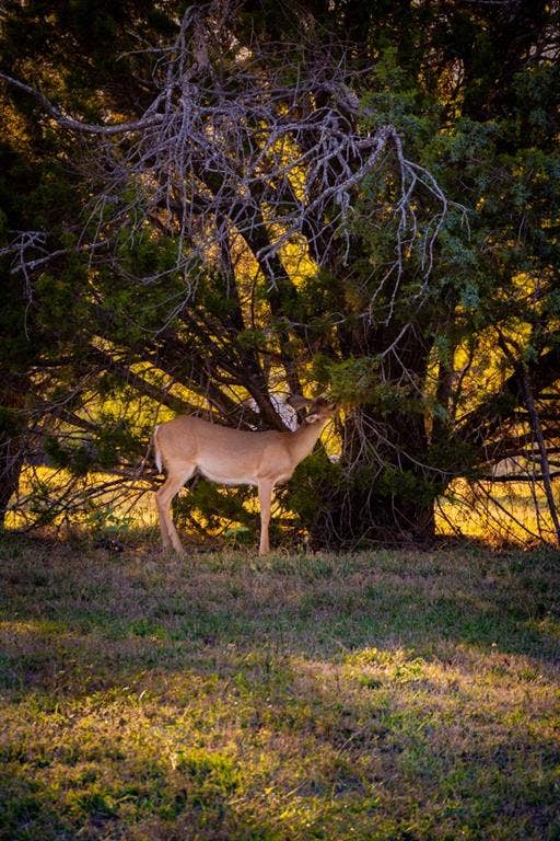 2023 Jesse's Run Rd, Graford, TX 76449