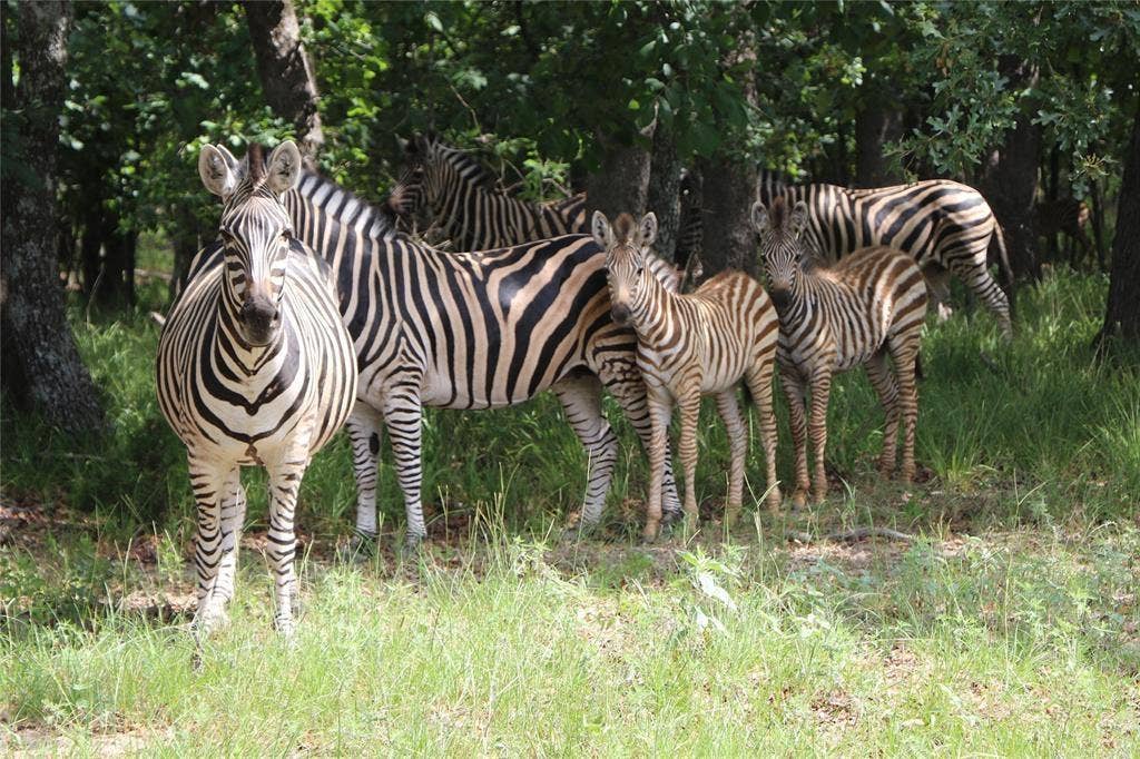 8840 Timber Ridge, Larue, TX 75770 Free roaming zebra are a site to see. Your guests will love them too.