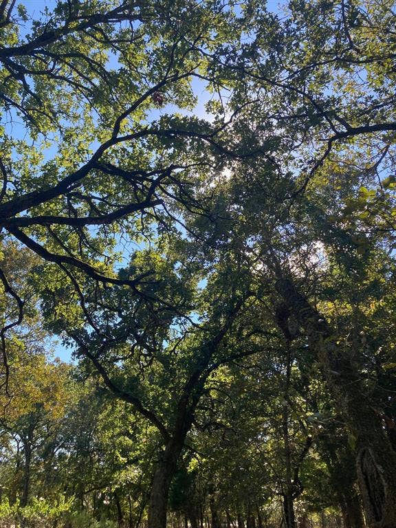 8840 Timber Ridge, Larue, TX 75770 8840 Timber Ridge, Larue, TX 75770