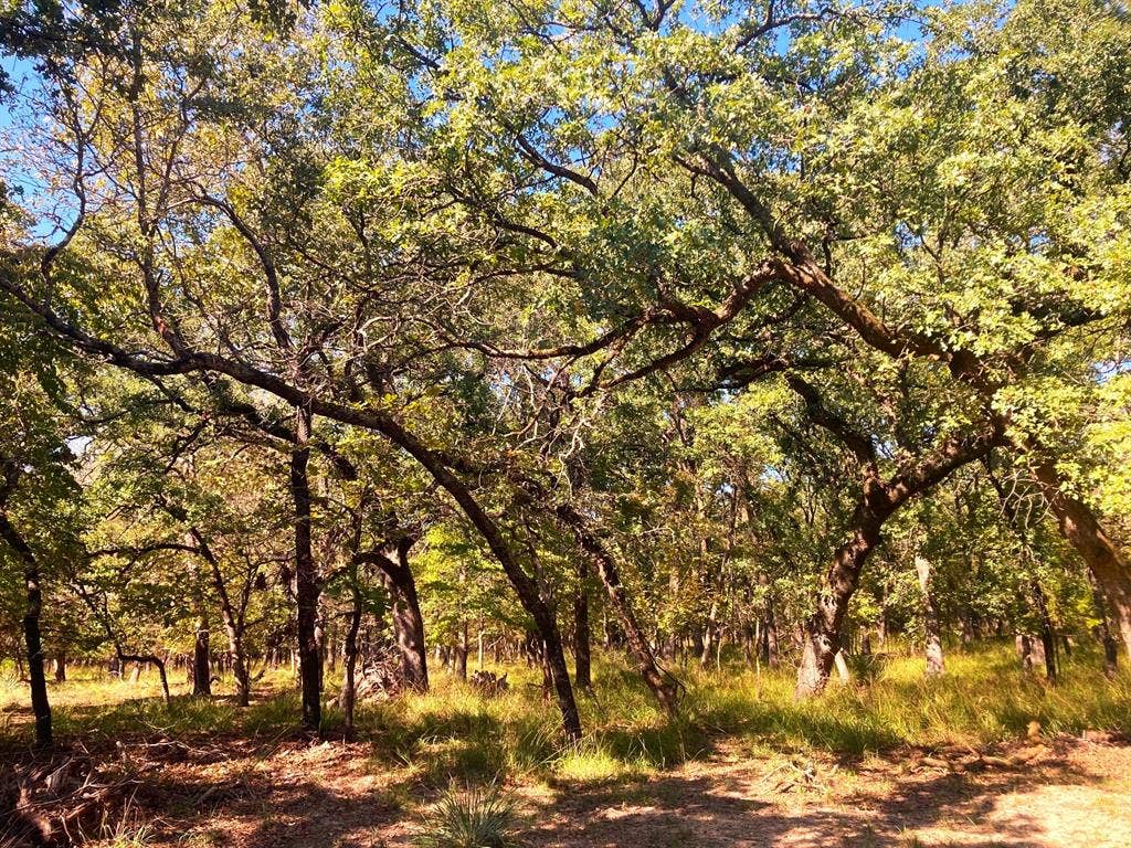 8840 Timber Ridge, Larue, TX 75770 8840 Timber Ridge, Larue, TX 75770