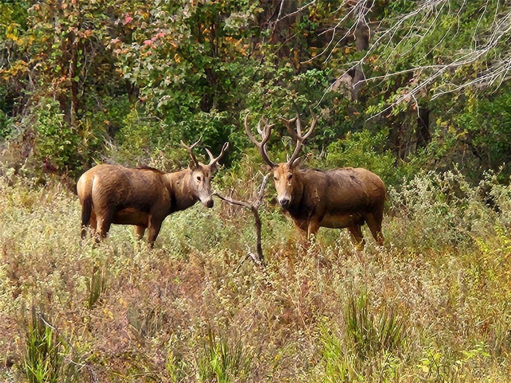 8840 Timber Ridge, Larue, TX 75770 Wildlife galore, like these Pier David deer.