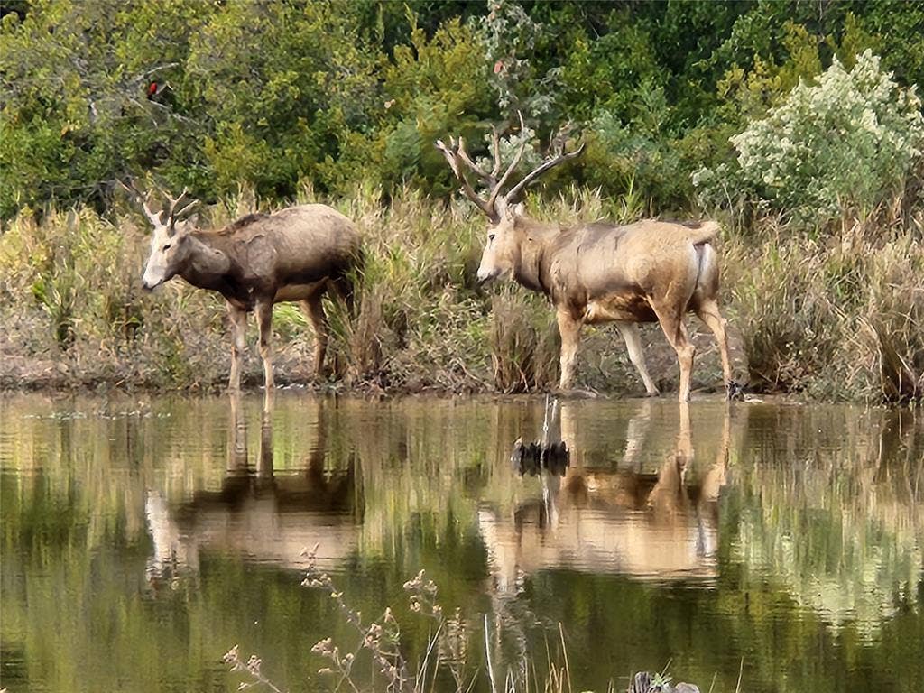 8840 Timber Ridge, Larue, TX 75770 Pier David deer enjoying one of the three private lakes at Safari Waters Ranch.
