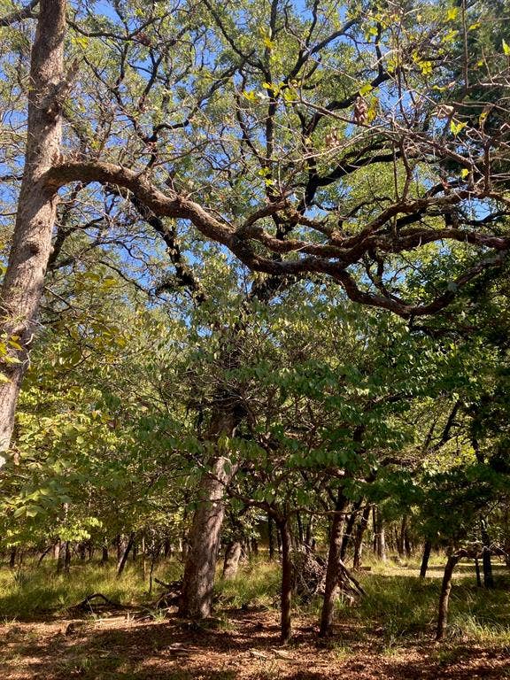 8840 Timber Ridge, Larue, TX 75770 8840 Timber Ridge, Larue, TX 75770