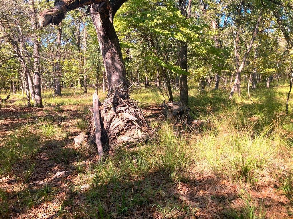 8840 Timber Ridge, Larue, TX 75770 8840 Timber Ridge, Larue, TX 75770