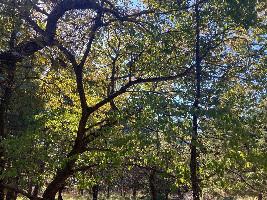 8840 Timber Ridge, Larue, TX 75770 8840 Timber Ridge, Larue, TX 75770