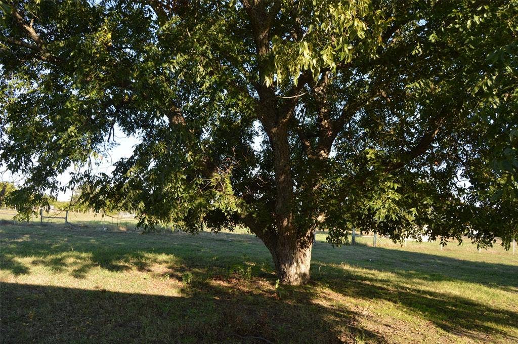 3345 County Road 1125, Farmersville, TX 75442 Mature trees
